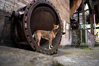 Australian Cattle Dog