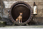 Australian Cattle Dog