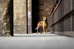 Australian Cattle Dog
