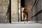 Australian Cattle Dog