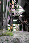 Australian Cattle Dog
