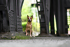 Australian Cattle Dog