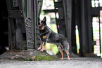 Australian Cattle Dog