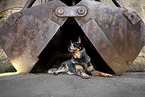 Australian Cattle Dog