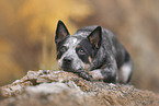 Australian Cattle Dog