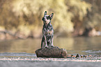 Australian Cattle Dog