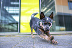 Australian Cattle Dog