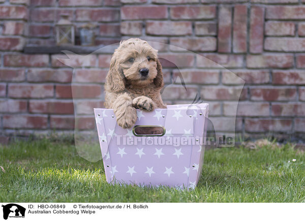 Australian Cobberdog Welpe / Australian Cobberdog Puppy / HBO-06849