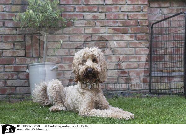 Australian Cobberdog / Australian Cobberdog / HBO-06859