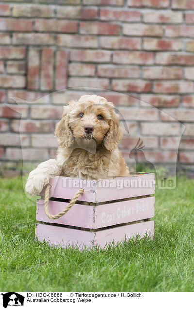Australian Cobberdog Welpe / Australian Cobberdog Puppy / HBO-06866