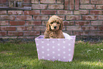 Australian Cobberdog Welpe