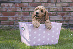 Australian Cobberdog Welpe