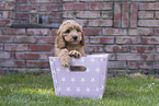 Australian Cobberdog Welpe
