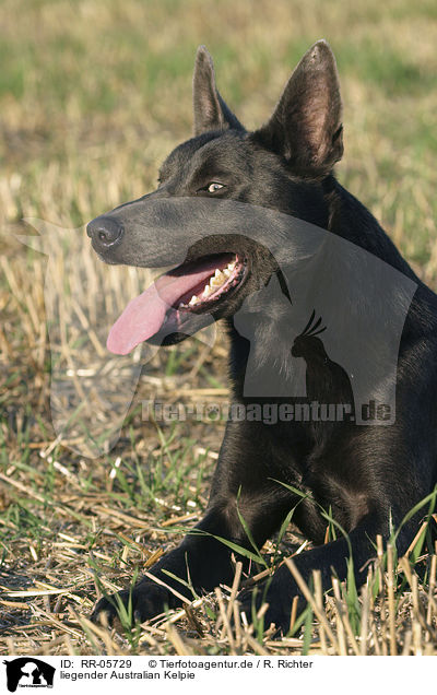 liegender Australian Kelpie / liegender Australian Kelpie / RR-05729