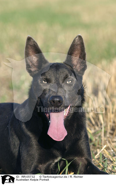 Australian Kelpie Portrait / Australian Kelpie Portrait / RR-05732