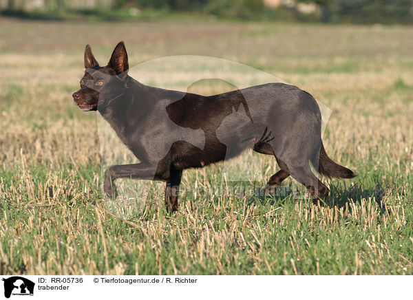 trabender / trotting Australian Kelpie / RR-05736