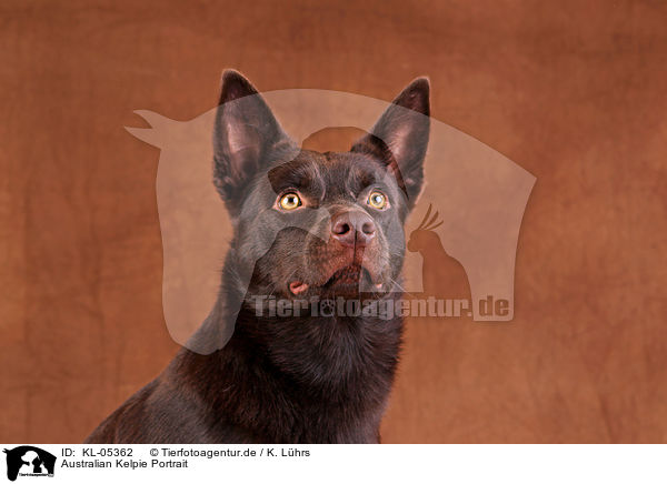 Australian Kelpie Portrait / Australian Kelpie Portrait / KL-05362