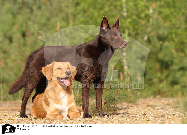2 Hunde / 2 dogs / DG-05851