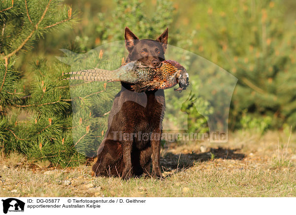 apportierender Australian Kelpie / retrieving Australian Kelpie / DG-05877