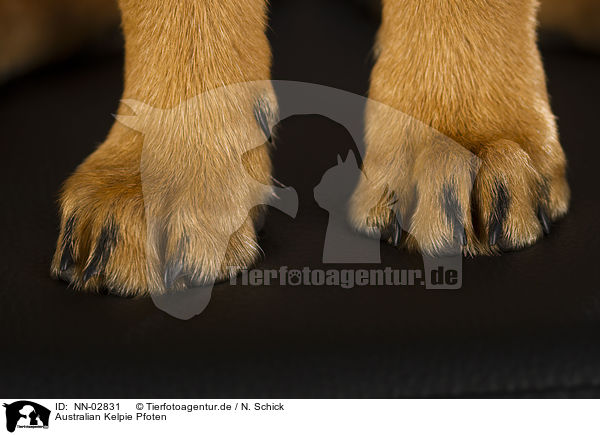 Australian Kelpie Pfoten / Australian Kelpie paws / NN-02831