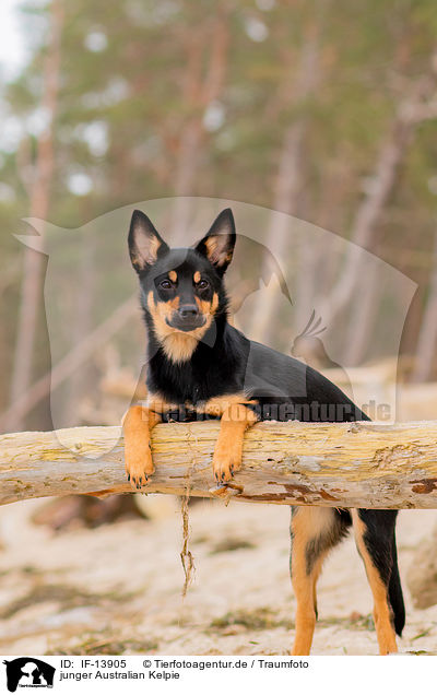 junger Australian Kelpie / young Australian Kelpie / IF-13905