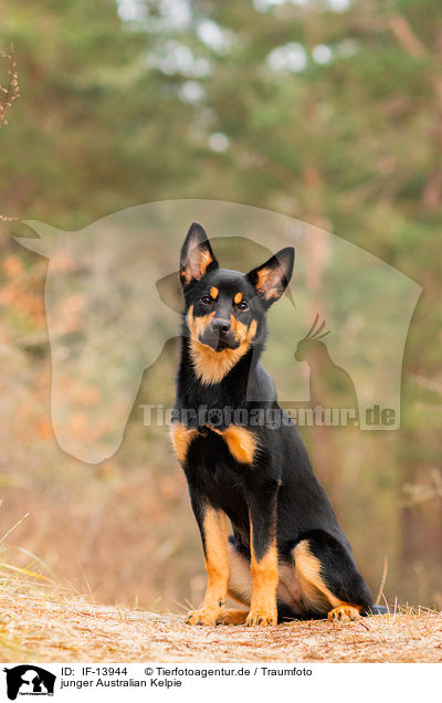 junger Australian Kelpie / young Australian Kelpie / IF-13944