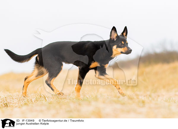 junger Australian Kelpie / young Australian Kelpie / IF-13949