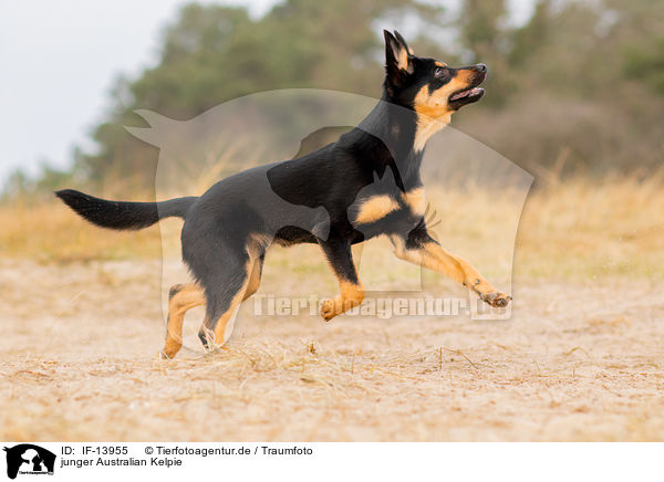 junger Australian Kelpie / young Australian Kelpie / IF-13955
