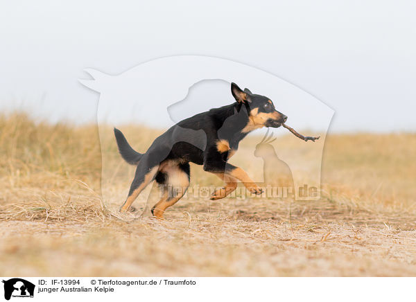 junger Australian Kelpie / young Australian Kelpie / IF-13994