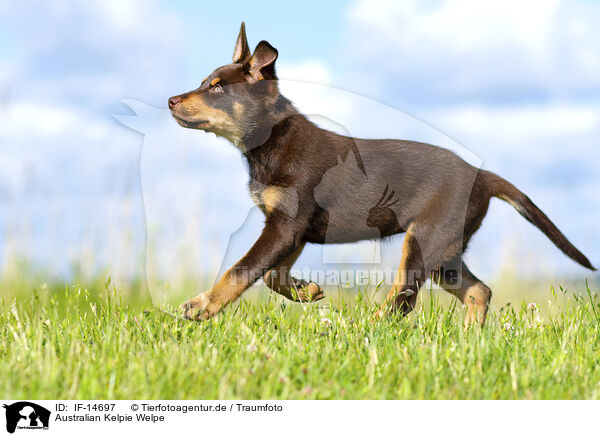 Australian Kelpie Welpe / Australian Kelpie Puppy / IF-14697