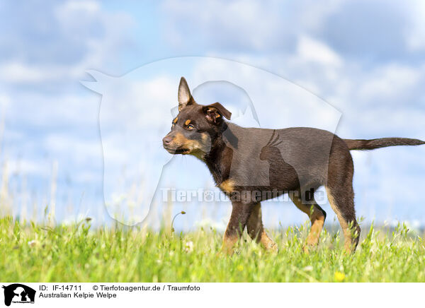 Australian Kelpie Welpe / IF-14711