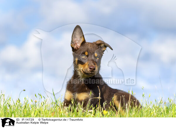 Australian Kelpie Welpe / Australian Kelpie Puppy / IF-14729