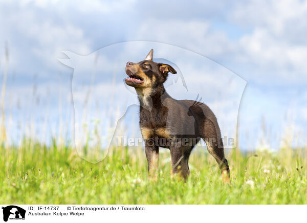 Australian Kelpie Welpe / Australian Kelpie Puppy / IF-14737
