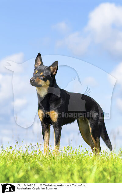 Australian Kelpie im Sommer / Australian Kelpie in summer / IF-14803