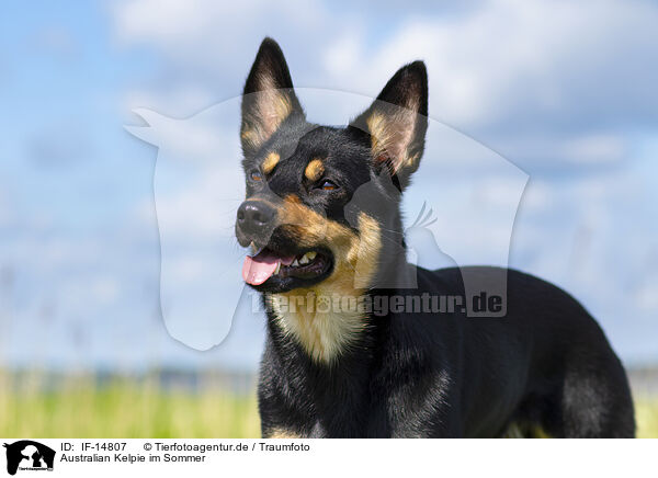 Australian Kelpie im Sommer / Australian Kelpie in summer / IF-14807
