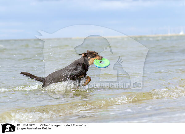 junger Australian Kelpie / young Australian Kelpie / IF-15071