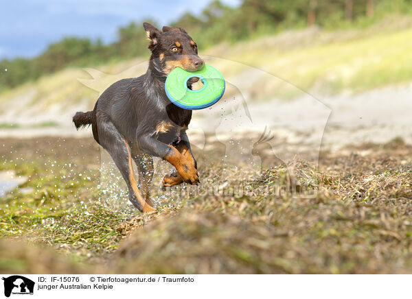 junger Australian Kelpie / young Australian Kelpie / IF-15076