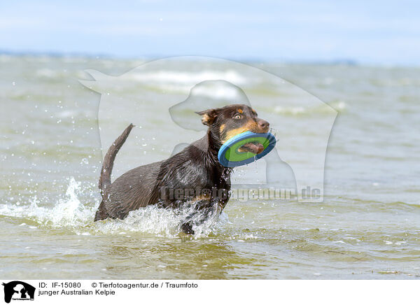 junger Australian Kelpie / IF-15080