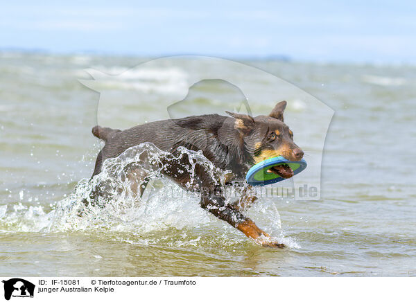 junger Australian Kelpie / IF-15081