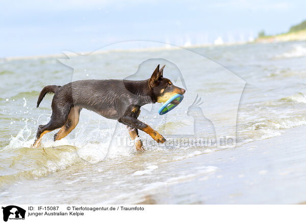 junger Australian Kelpie / IF-15087