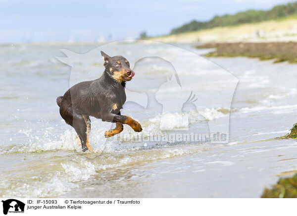junger Australian Kelpie / young Australian Kelpie / IF-15093