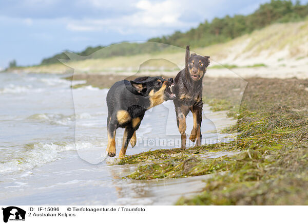 2 Australian Kelpies / 2 Australian Kelpies / IF-15096