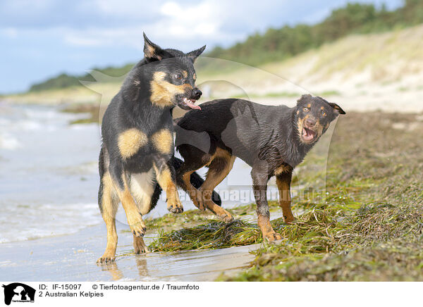 2 Australian Kelpies / 2 Australian Kelpies / IF-15097