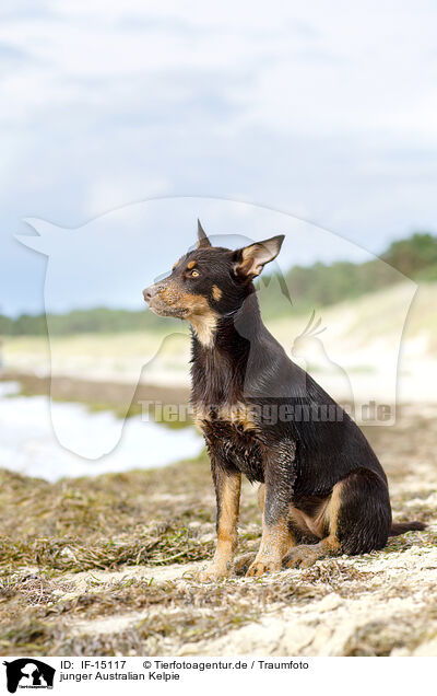 junger Australian Kelpie / IF-15117