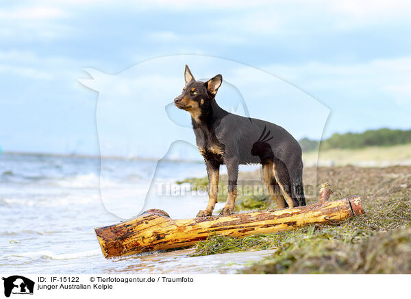 junger Australian Kelpie / young Australian Kelpie / IF-15122