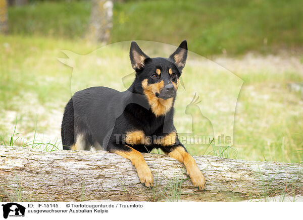 ausgewachsener Australian Kelpie / adult Australian Kelpie / IF-15145