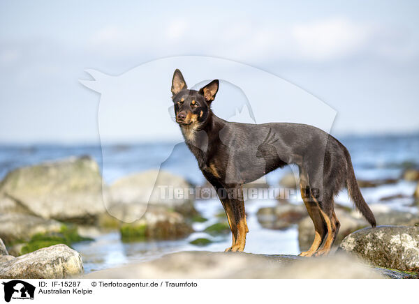 Australian Kelpie / IF-15287