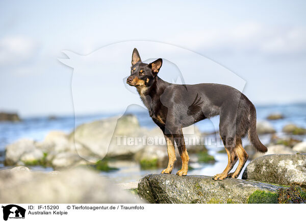 Australian Kelpie / IF-15290