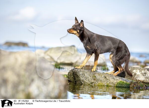 Australian Kelpie / Australian Kelpie / IF-15292