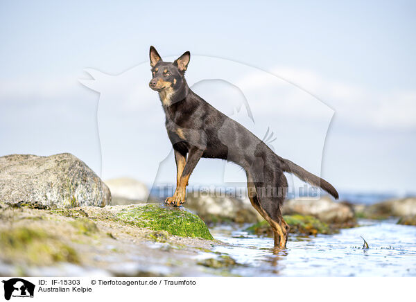 Australian Kelpie / Australian Kelpie / IF-15303